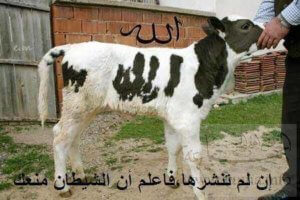 Cow with Allah written on its body - Spam