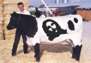Cow with Jesus picture on its body - Spam