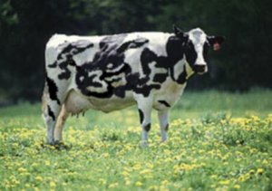 Cow with Om written on its body - Spam