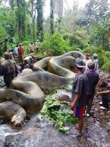 World's Largest Python Swallowed 200 People Thousands Animals - SPAM