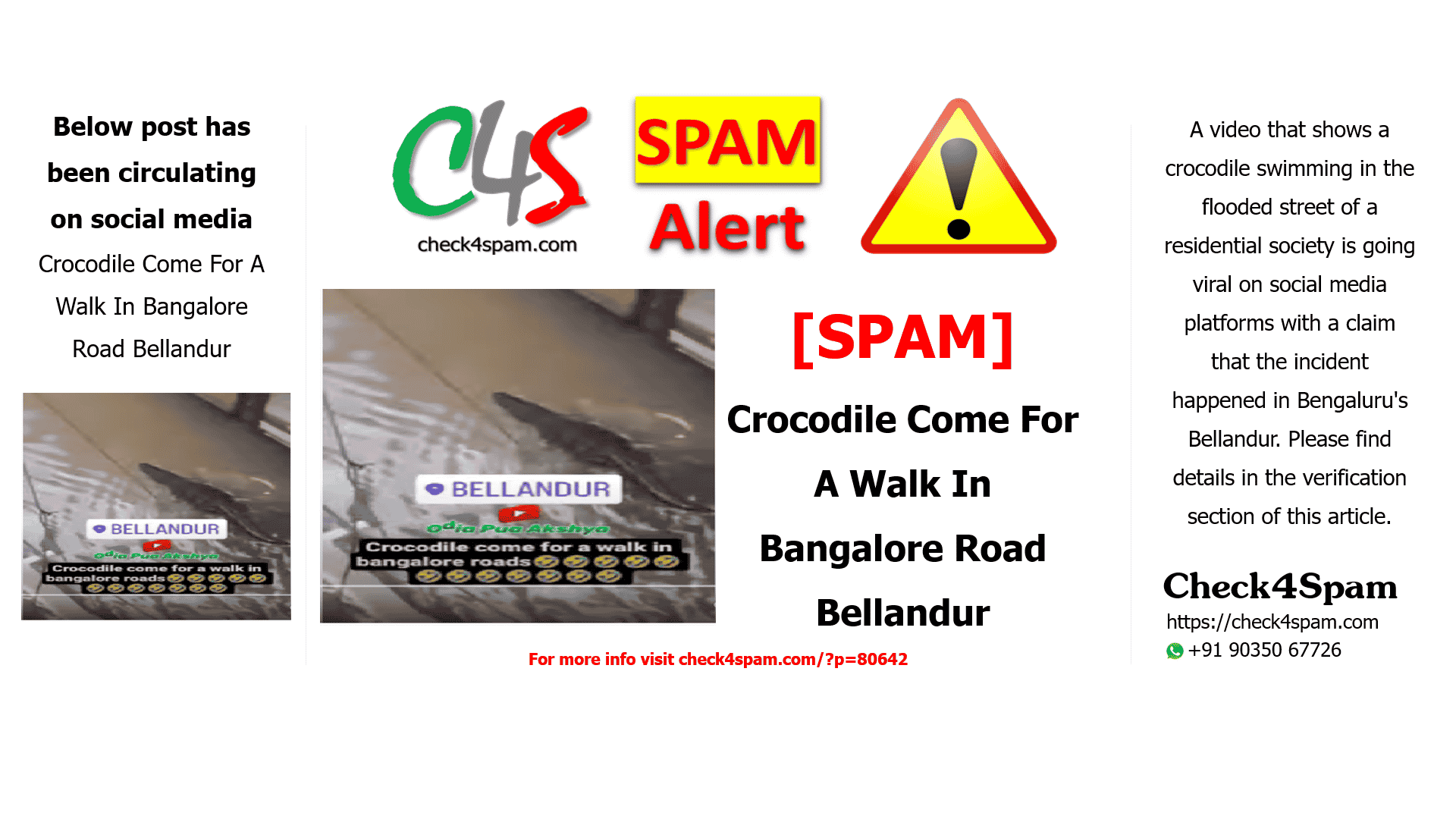 Crocodile Come For A Walk In Bangalore Road Bellandur